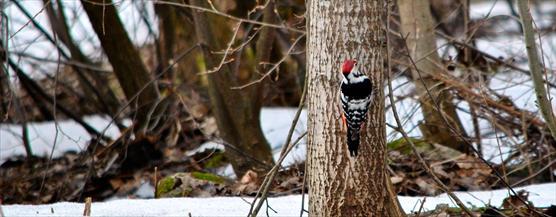 A white-backed woodpecker on a tree.